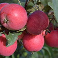 Яблоня карликовая Антоша