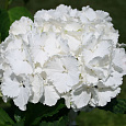 Гортензия крупнолистовая Нимфэ